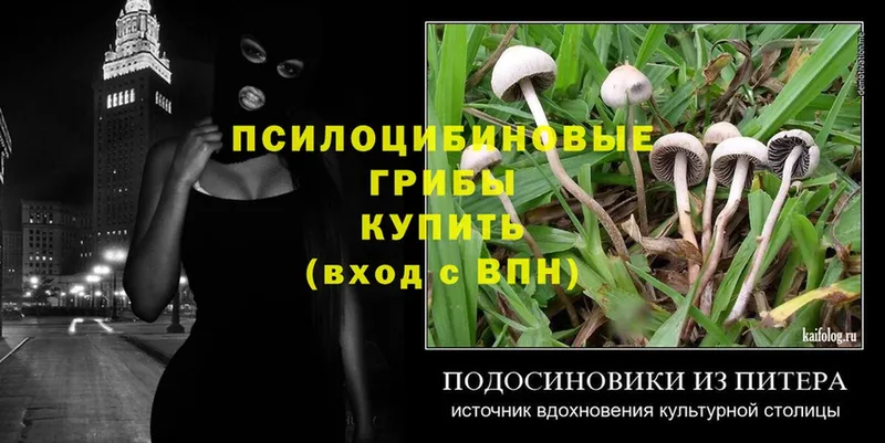 Псилоцибиновые грибы Psilocybine cubensis  купить  сайты  Кузнецк 